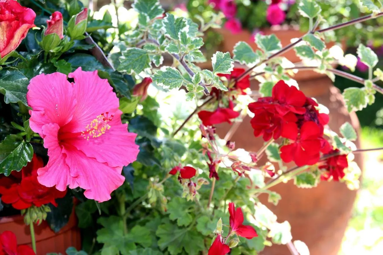 Apartmán Elbaloves Appartaments Villa Capoliveri